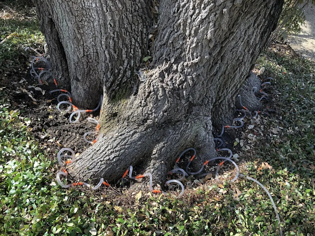 Detailed Tree Cabling and Bracing job site in Summertown