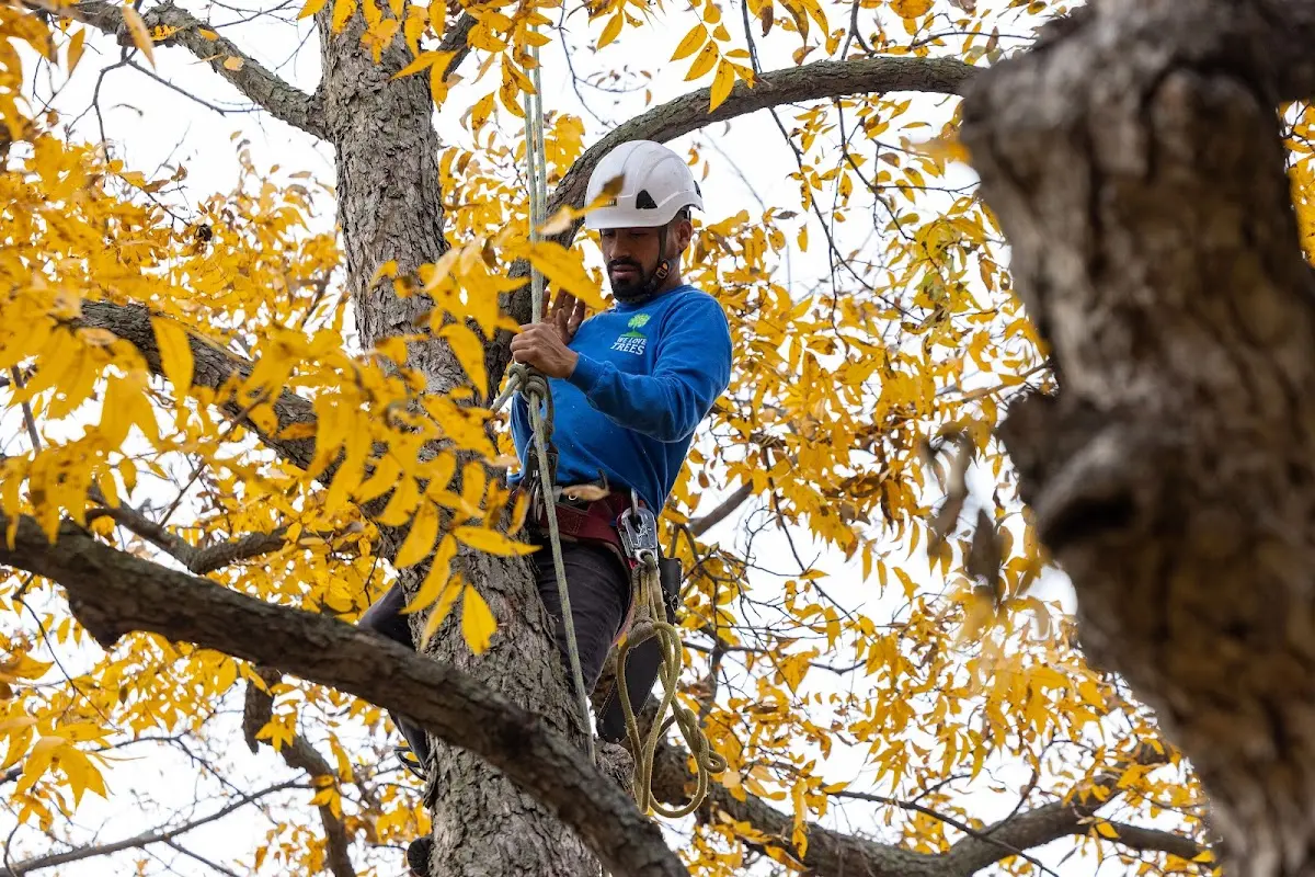 Skilled Tree Planing crew working in Summertown